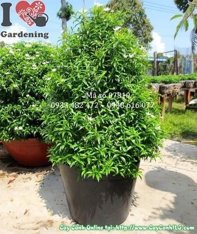 Cây mai tiểu thư cắt tháp cao 60cm tán xanh dày hoa trắng Ms 07810