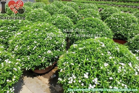 Cây mai tiểu thư cắt tròn lớn cao 60cm tán 80cm Ms 07821