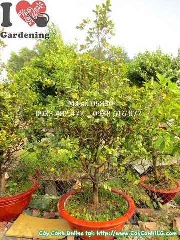 Hoa mai tứ quý đỏ rực nở rộ – cây cao 1m8