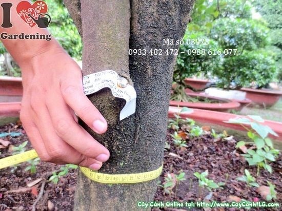 Hoa cây mai tứ quý cao 2m ms 03973 - hoa đỏ vàng nở quanh năm