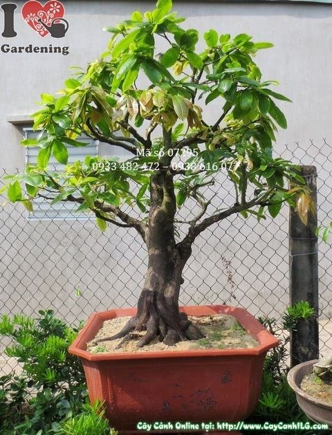 Cây mai vàng bonsai cổ thụ tạo thế đẹp