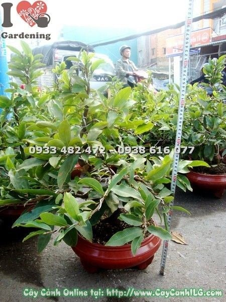 Ý nghĩa phong thủy cây mai vàng cao 65cm tại ILG