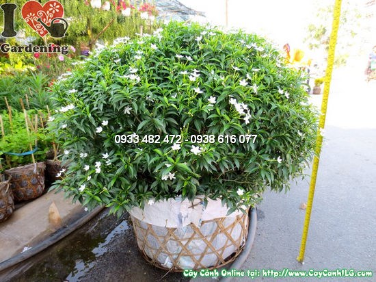 Cây mai vạn phúc cao 50cm tán 70cm – Ms 12458 tại vườn ILG
