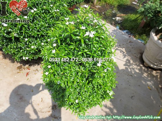 Cây mai vạn phúc cắt tháp cao 60cm – dáng tháp cân đối, lá xanh bóng, hoa trắng nhỏ