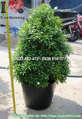 Cây mai vạn phúc cắt tháp 60cm – dáng tháp gọn gàng, phù hợp lối đi và cảnh quan công trình