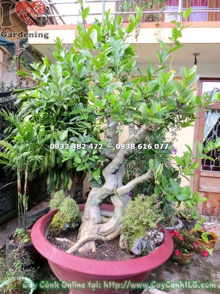 thân gốc cây mai xanh bonsai cao 1.7m Ms 13320