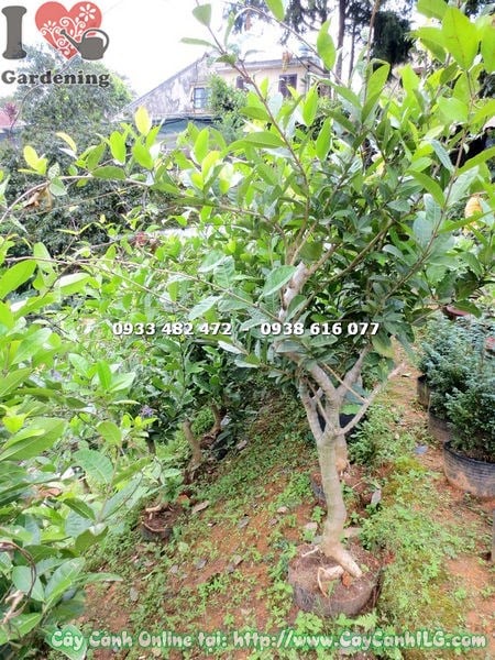 Mai xanh gốc lớn trưởng thành với dáng đẹp tự nhiên