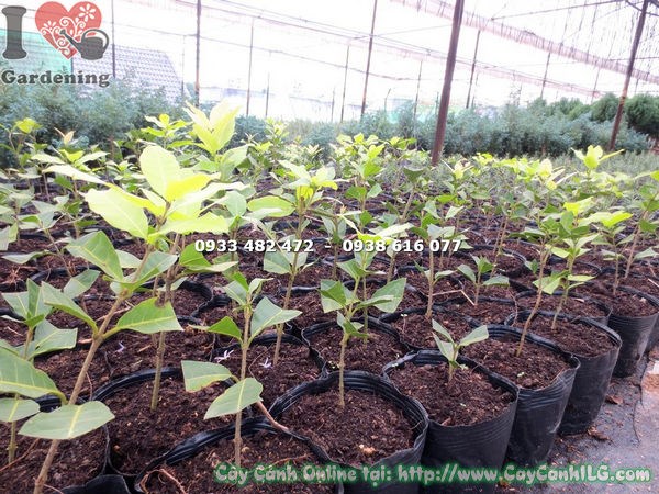 Cây mai xanh giống giai đoạn cây non đang phát triển