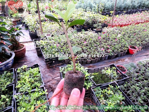 Cây mai xanh giống trong viên nén cao 10cm Ms 13354 tại ILG