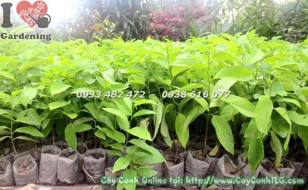 Cây mãng cầu giống cao 30cm khỏe mạnh tại vườn ILG