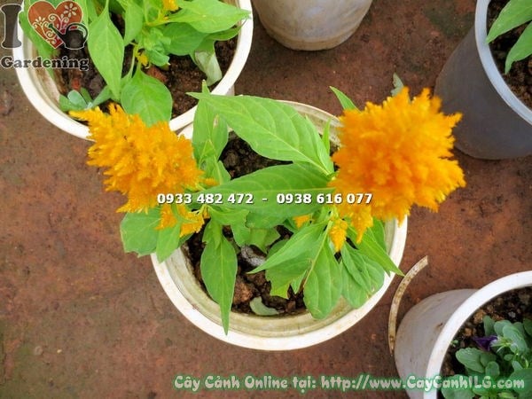 Cây mào gà mỹ hoa vàng - chi tiết hoa vàng rực rỡ
