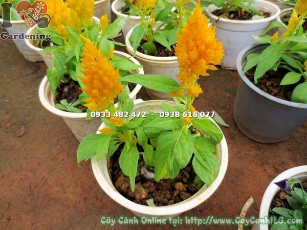 Cây mào gà mỹ hoa vàng cao 15cm - thích hợp trồng bồn hoa sân vườn