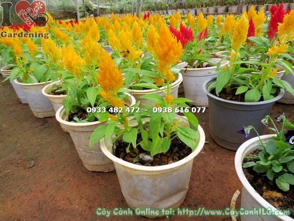 Cây mào gà mỹ hoa vàng cao 15cm - bông hoa vàng nổi bật