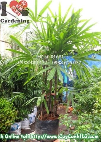 Cây mật cật chịu bóng tốt trong nhà văn phòng
