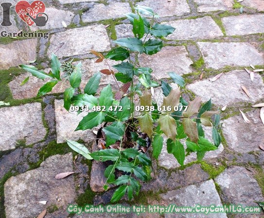 lá cây mật gấu giống cao 40cm