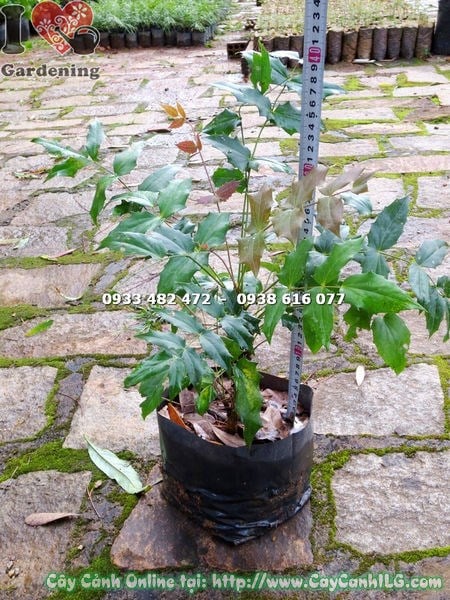 cây mật gấu 40cm trồng trang trại dược liệu