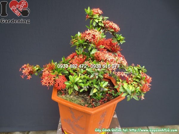 Cây mẫu đơn đỏ bonsai tạo dáng nghệ thuật