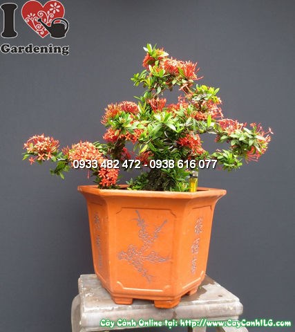 Cây mẫu đơn đỏ bonsai khỏe mạnh xanh tươi