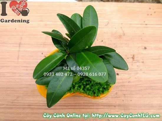 Cây May Mắn Chậu Trái Tim cao 10cm Ms 04357 - cây để bàn trang trí nội thất