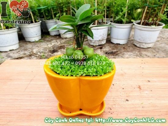 Cây May Mắn Chậu Trái Tim 10cm - cây để bàn văn phòng trang trí nội thất đẹp