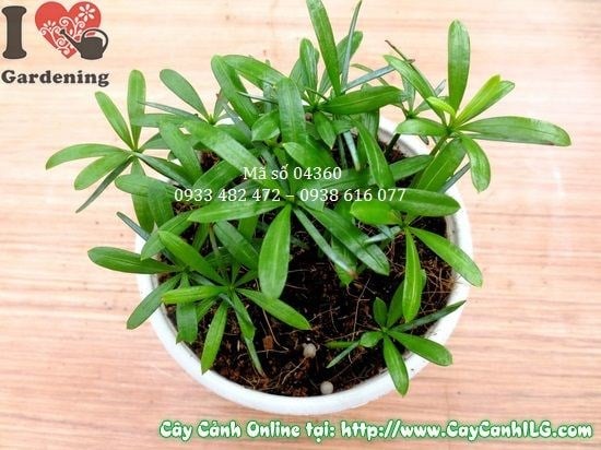 cây may mắn vạn niên cao 10cm – tưới phun sương