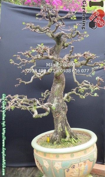 Cây me bonsai già dáng trực cao 140cm hoành 47cm Ms 07016