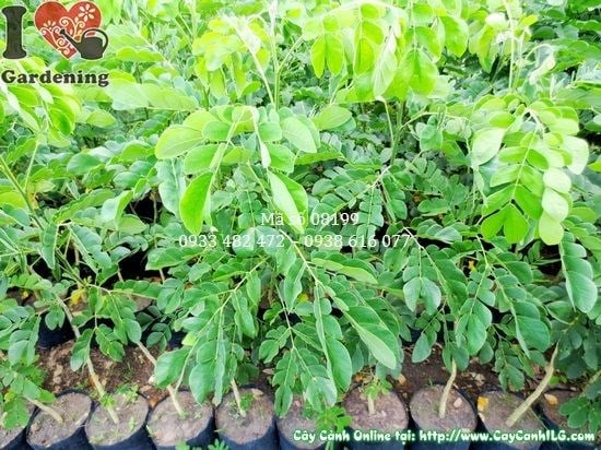 Lá và tán cây me tây xanh rậm