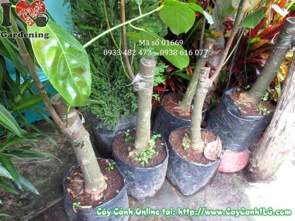 cây mít thái giống cao 120cm tại vườn ILG
