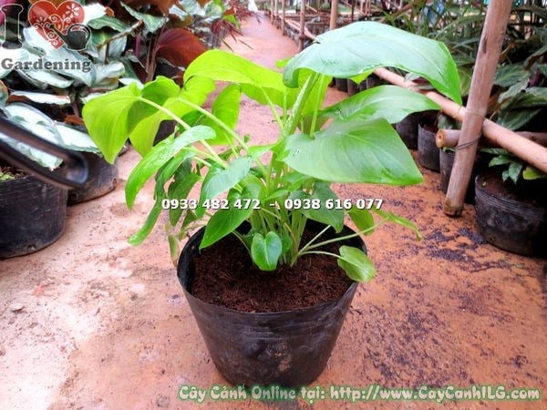Cây môn cảnh lá xanh 30cm – lá xanh mướt, tươi mát nội thất