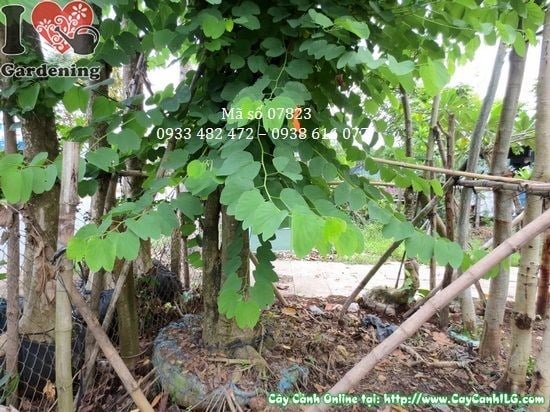 Cây móng bò 5m hoa tím hồng Ms 07823