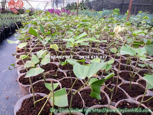 Cây móng cọp xanh giống – vẻ đẹp tươi mát, duyên dáng