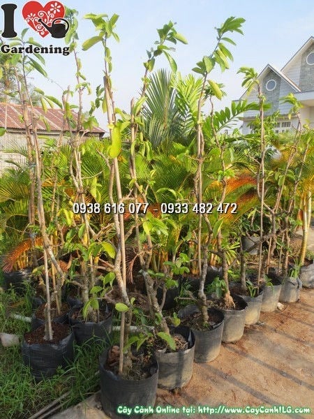 Hoa cây móng rồng màu xanh ngọc đặc trưng – Ms 24153