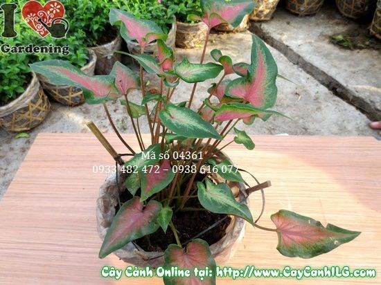 Cây môn lá đỏ cao 15cm trồng phổ biến nhiều nơi