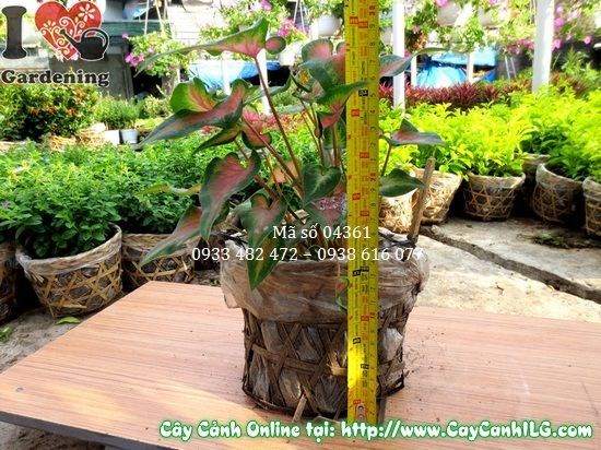 Cây môn lá đỏ cao 15cm – đặt mua sỉ lẻ tại ILG