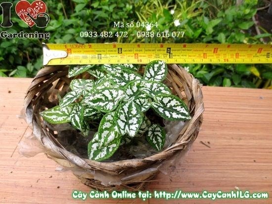 Cây Môn Trắng xanh tươi sau chăm sóc