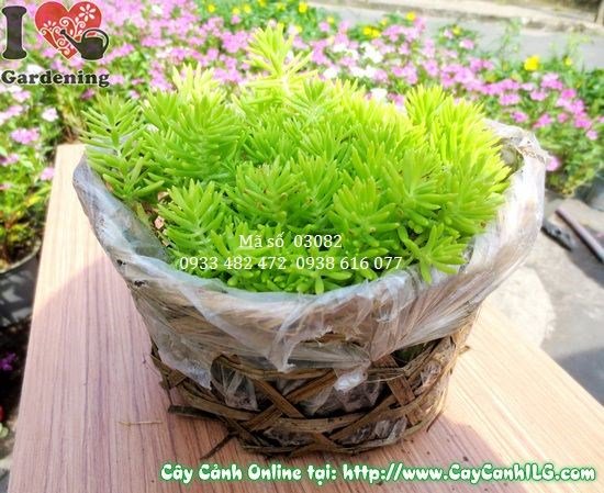 Cây Mười Giờ Pháp cao 10cm – hoa rực rỡ nhiều màu sắc tươi tắn
