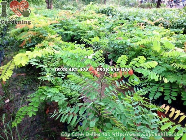 Cây muồng giống cao 80cm – Ms 17734 tại vườn ILG