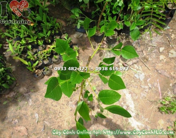 Cây muồng hoa đỏ – kỹ thuật chăm sóc và tưới nước
