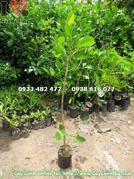 Cây muồng hoa đỏ – nhân giống và phát triển