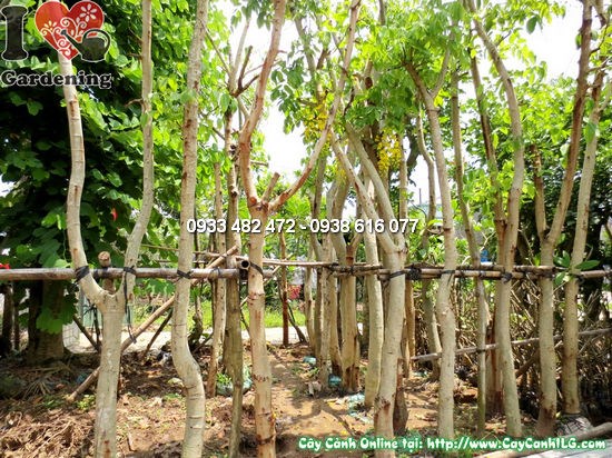 Cây Muồng Hoàng Yến hoa vàng rực rỡ tại vườn ILG