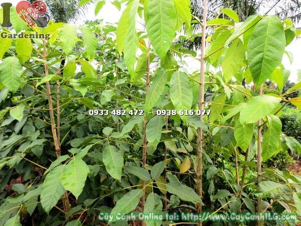 Cây mủ trôm tán rộng bóng mát