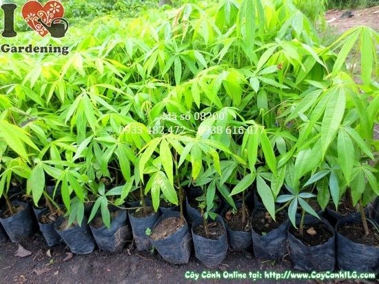 Cây mủ trôm giống trong bầu ươm