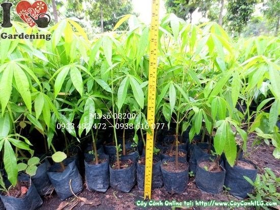 Mủ trôm thu hoạch từ cây