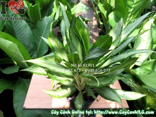 Cây ngân hậu lá nhỏ giống mới 40cm lá xanh đẹp trang trí nội thất