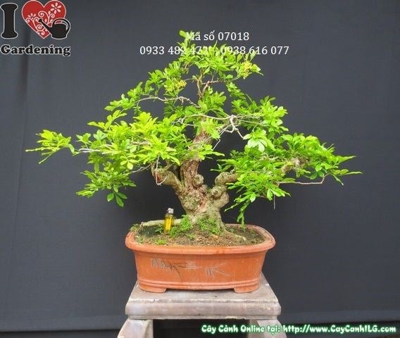 Cây ngâu bonsai già dáng đẹp tại vườn ILG