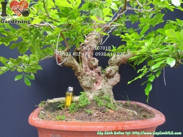 Cây ngâu bonsai già gốc đẹp hoành lớn
