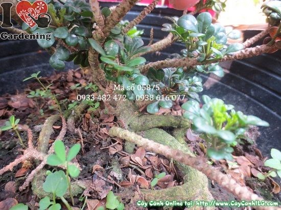 Cây ngâu tàu mini bonsai lá xanh bóng đẹp