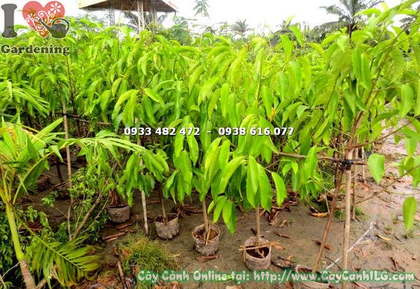 Cây ngọc lan cao 1m8 – kích thước lý tưởng cho sân vườn và cảnh quan