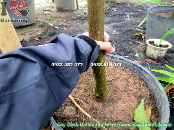 Hoa ngọc lan trắng thơm ngát – cây ngọc lan cao 2m5 ILG