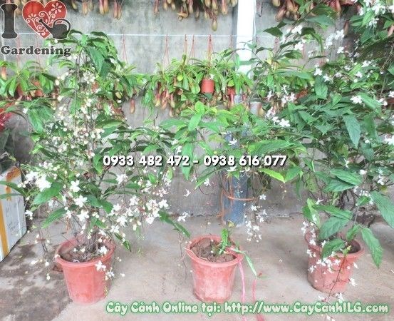 Đặc điểm lá và hoa cây Ngọc Minh Châu